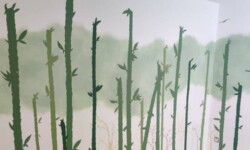 résultat final des bambou résultat final des bambou